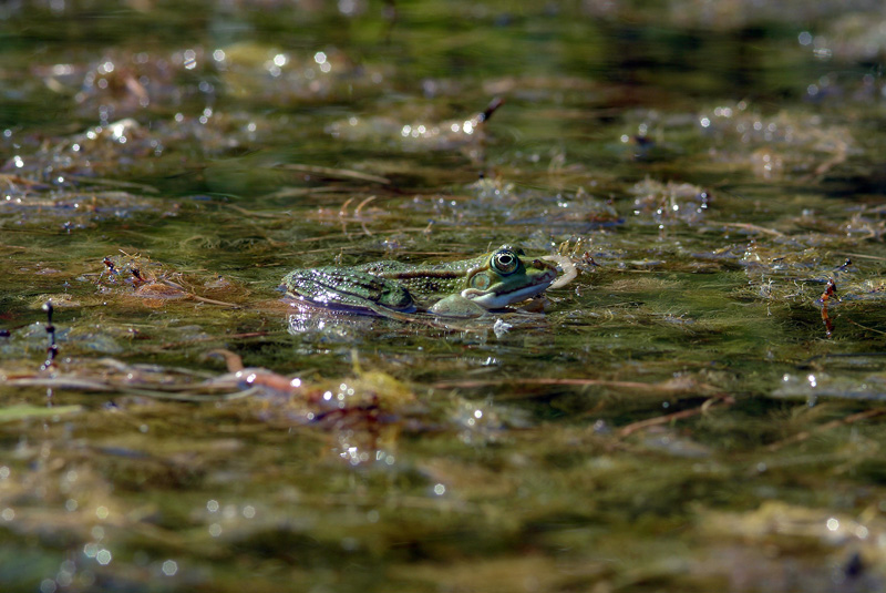 Rana da determinare - Livorno - Pelophylax sp.